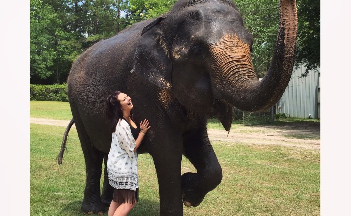 The Day My Dream Came True: Elephant Edition.